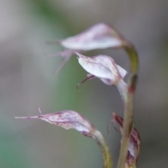 Acianthus fornicatus (Pixie-caps) at Hawks Nest, NSW - 5 Aug 2024 by Anna123