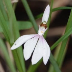 Caladenia picta (Painted Fingers) at Hawks Nest, NSW - 5 Aug 2024 by Anna123