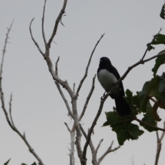 Rhipidura leucophrys (Willie Wagtail) at Hawks Nest, NSW - 5 Aug 2024 by Anna123