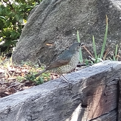 Ptilonorhynchus violaceus (Satin Bowerbird) at Macarthur, ACT - 8 Aug 2024 by Cazza