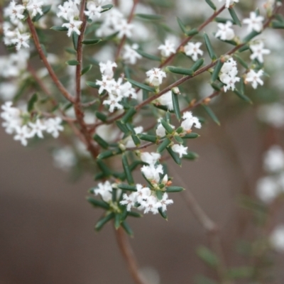 Styphelia ericoides (Pink Beard-Heath) at Hawks Nest, NSW - 5 Aug 2024 by Anna123