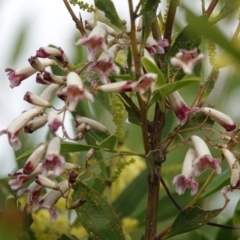 Pandorea pandorana (Wonga Wonga Vine) at Hawks Nest, NSW - 5 Aug 2024 by Anna123