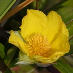 Hibbertia scandens (Climbing Guinea Flower) at Hawks Nest, NSW - 5 Aug 2024 by Anna123