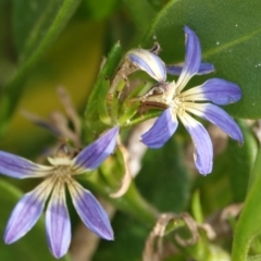 Scaevola calendulacea (Dune Fan-flower) at Hawks Nest, NSW - 5 Aug 2024 by Anna123