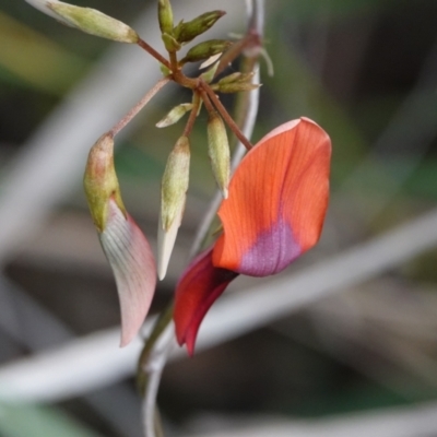 Kennedia rubicunda (Dusky Coral Pea) at Hawks Nest, NSW - 5 Aug 2024 by Anna123