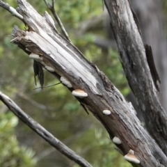 Unidentified Shelf-like to hoof-like & usually on wood at Hawks Nest, NSW - 5 Aug 2024 by Anna123