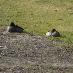 Chenonetta jubata (Australian Wood Duck) at Hawks Nest, NSW - 5 Aug 2024 by Anna123