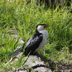 Microcarbo melanoleucos (Little Pied Cormorant) at Hawks Nest, NSW - 5 Aug 2024 by Anna123