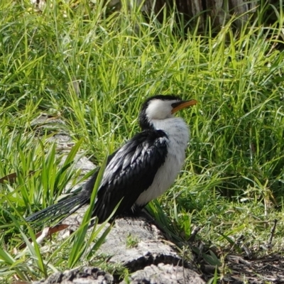 Microcarbo melanoleucos (Little Pied Cormorant) at Hawks Nest, NSW - 5 Aug 2024 by Anna123