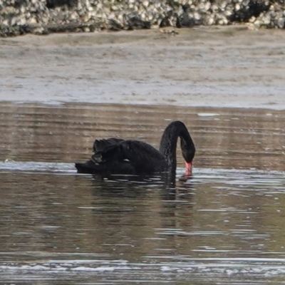 Cygnus atratus (Black Swan) at Hawks Nest, NSW - 4 Aug 2024 by Anna123