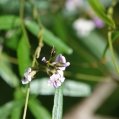 Glycine clandestina (Twining Glycine) at Hawks Nest, NSW - 4 Aug 2024 by Anna123