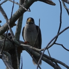 Manorina melanocephala (Noisy Miner) at Hawks Nest, NSW - 4 Aug 2024 by Anna123