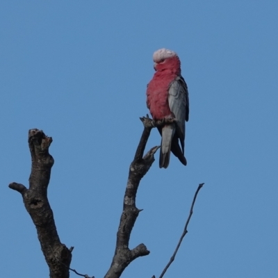 Eolophus roseicapilla (Galah) at Hawks Nest, NSW - 4 Aug 2024 by Anna123