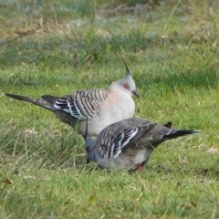 Ocyphaps lophotes (Crested Pigeon) at Hawks Nest, NSW - 4 Aug 2024 by Anna123