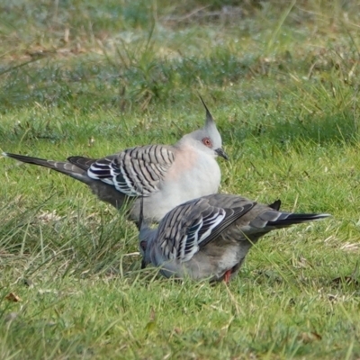 Ocyphaps lophotes (Crested Pigeon) at Hawks Nest, NSW - 4 Aug 2024 by Anna123