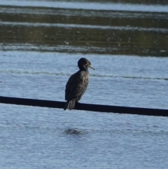 Phalacrocorax carbo (Great Cormorant) at Hawks Nest, NSW - 4 Aug 2024 by Anna123