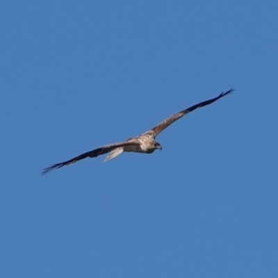 Haliastur sphenurus (Whistling Kite) at Hawks Nest, NSW - 3 Aug 2024 by Anna123