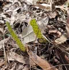 Opuntia aurantiaca (Tiger Pear) at Carnarvon Park, QLD - 8 Aug 2024 by AliClaw