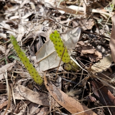 Opuntia aurantiaca (Tiger Pear) at Carnarvon Park, QLD - 8 Aug 2024 by AliClaw