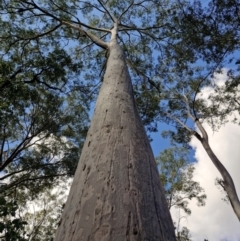Corymbia (genus) (A Bloodgum) at Carnarvon Park, QLD - 8 Aug 2024 by AliClaw