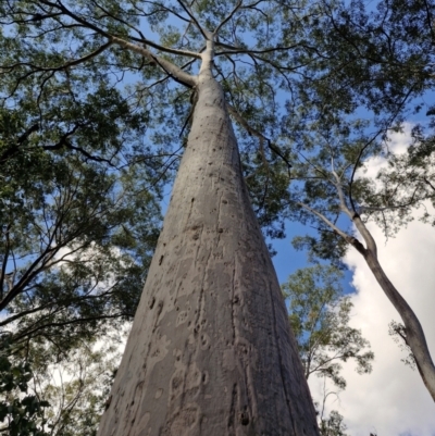 Corymbia (genus) (A Bloodgum) at Carnarvon Park, QLD - 8 Aug 2024 by AliClaw