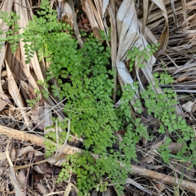 Adiantum atroviride (A Maidenhair Fern) at Rewan, QLD - 8 Aug 2024 by AliClaw