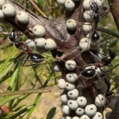 Cryptes baccatus (Wattle Tick Scale) at Bundanoon, NSW - 31 Jul 2024 by GlossyGal