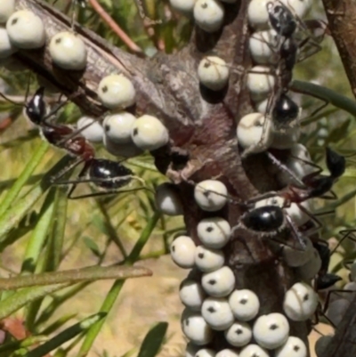 Cryptes baccatus (Wattle Tick Scale) at Bundanoon, NSW - 31 Jul 2024 by GlossyGal