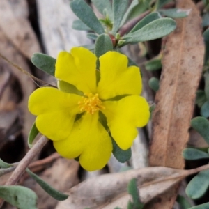 Hibbertia obtusifolia at Goulburn, NSW - 8 Aug 2024 04:46 PM