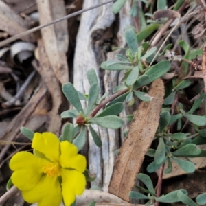 Hibbertia obtusifolia at Goulburn, NSW - 8 Aug 2024 04:46 PM