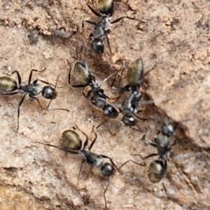 Camponotus aeneopilosus at Goulburn, NSW - 8 Aug 2024 04:41 PM