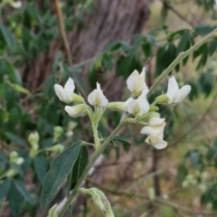 Chamaecytisus palmensis at Goulburn, NSW - 8 Aug 2024