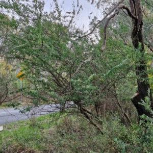 Chamaecytisus palmensis at Goulburn, NSW - 8 Aug 2024