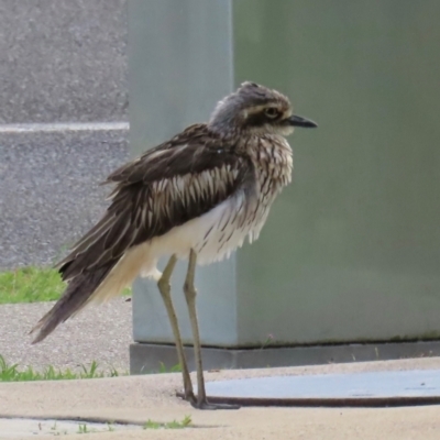 Burhinus grallarius (Bush Stone-curlew) at Cairns North, QLD - 8 Aug 2024 by lbradley