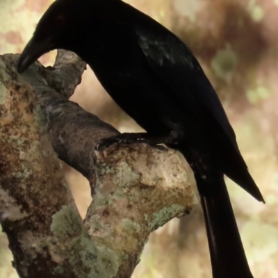 Dicrurus bracteatus (Spangled Drongo) at Cairns City, QLD - 8 Aug 2024 by lbradley