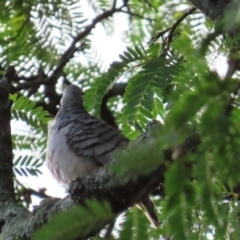 Geopelia placida (Peaceful Dove) at Cairns City, QLD - 8 Aug 2024 by lbradley