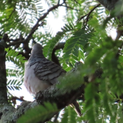 Geopelia placida (Peaceful Dove) at Cairns City, QLD - 8 Aug 2024 by lbradley