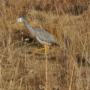 Egretta novaehollandiae at Hume, ACT - 8 Aug 2024 09:19 AM