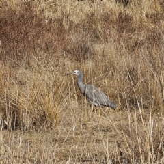 Egretta novaehollandiae at Hume, ACT - 8 Aug 2024 09:19 AM