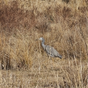 Egretta novaehollandiae at Hume, ACT - 8 Aug 2024 09:19 AM