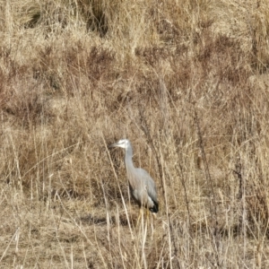 Egretta novaehollandiae at Hume, ACT - 8 Aug 2024 09:19 AM