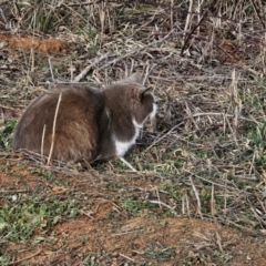 Felis catus (Feral Cat) at Jerrabomberra, NSW - 8 Aug 2024 by Jiggy