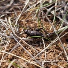 Bobilla killara at Hume, ACT - 8 Aug 2024 by Jiggy