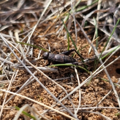 Bobilla killara at Hume, ACT - 8 Aug 2024 by Jiggy