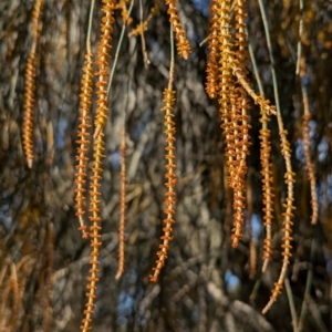 Allocasuarina verticillata at Whitlam, ACT - 8 Aug 2024