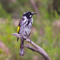 Phylidonyris novaehollandiae (New Holland Honeyeater) at Manly, NSW - 5 Aug 2024 by jb2602