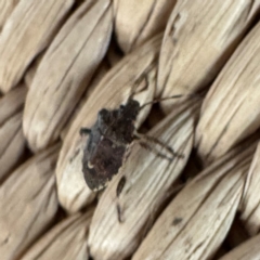 Oncocoris sp. (genus) at Greenleigh, NSW - 7 Aug 2024 09:57 AM