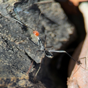 Leptomyrmex erythrocephalus at Greenleigh, NSW - 6 Aug 2024