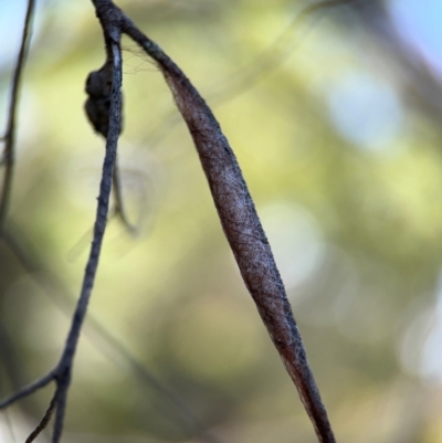 Austracantha minax (Christmas Spider, Jewel Spider) at Greenleigh, NSW - 6 Aug 2024 by Hejor1