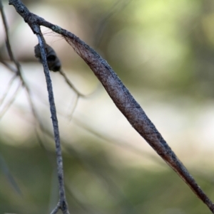 Austracantha minax at Greenleigh, NSW - 6 Aug 2024